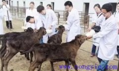 犢牛在出生時應(yīng)該注意什么？