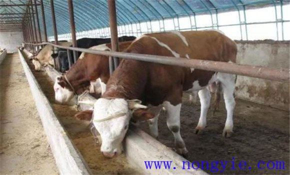 肉牛的精、粗飼料比例