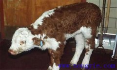 新生犢牛應(yīng)注意預(yù)防哪些常見的疾??？