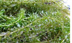 輪葉黑藻種植技術(shù)、種植時(shí)間和注意事項(xiàng)