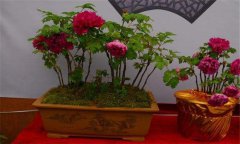 牡丹盆景的養(yǎng)護方式、管理與觀賞