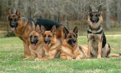 肉犬有哪些品種，肉犬養(yǎng)殖和管理有哪些要求