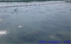 怎樣為魚塘增加氧氣，給魚塘增氧有幾種方法？