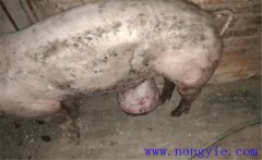 育肥豬拉黑稀是什么原因，如何預(yù)防與治療？
