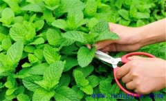 薄荷的育苗育苗方式、移栽要點(diǎn)與田間管理方法