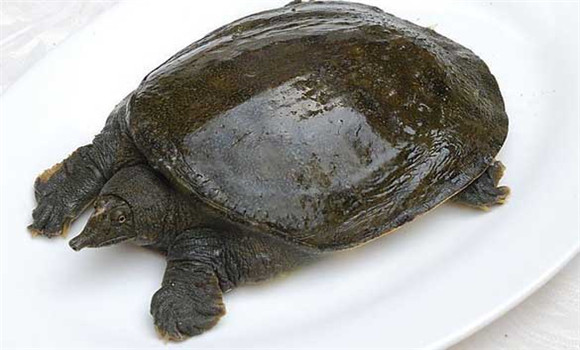常見甲魚疾病有哪些，甲魚病病防治的方法