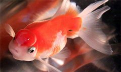 珍珠魚好養(yǎng)嗎?珍珠魚怎么養(yǎng)、怎么繁殖