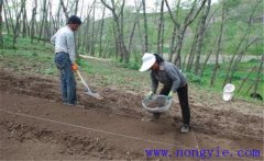 當(dāng)歸栽培方法，當(dāng)歸怎么種植才能高產(chǎn)？