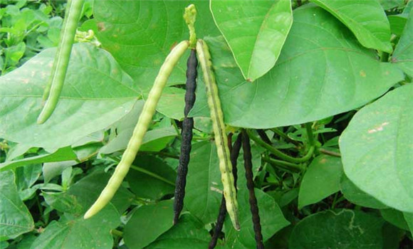 綠豆什么時(shí)間種植？