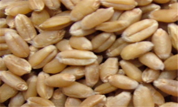 小麥的營(yíng)養(yǎng)價(jià)值及功效，小麥的功效與作用