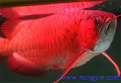 紅龍魚(yú)價(jià)格多少錢(qián)一條，紅龍魚(yú)如何飼養(yǎng)與管理