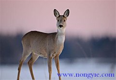 狍子是幾級保護(hù)動物，狍子為什么傻
