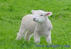 羔羊的早期飼喂、合理補(bǔ)飼和運(yùn)動(dòng)鍛煉方法