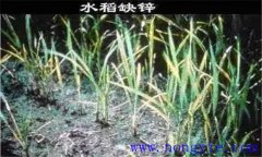 水稻缺鋅會(huì)導(dǎo)致僵苗，水稻缺鋅怎么辦？