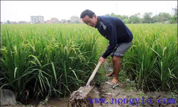 加強(qiáng)水漿管理，確保形成合理的群體