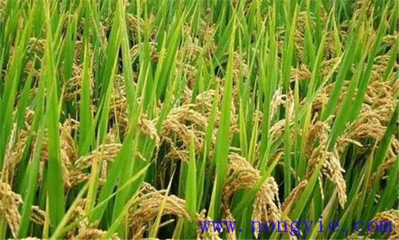 及早追施肥料，確保后期不脫肥