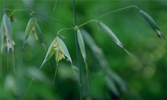 燕麥種植時間，燕麥?zhǔn)裁磿r間種植