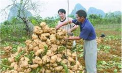 豆薯如何種植，豆薯種植與栽培技術(shù)