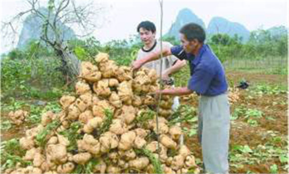 豆薯如何種植，豆薯種植與栽培技術(shù)