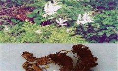 常見的天然的植物殺蟲劑有哪些？
