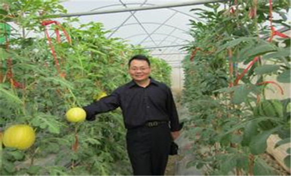西瓜、甜瓜旱塘高壟栽培