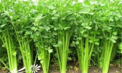 怎樣種植芹菜，芹菜的種植方法與技術(shù)要點(diǎn)