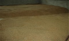 小麥種子貯藏要注意什么？