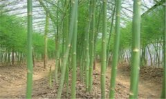 蘆筍的種植方法 蘆筍施肥、培土的管理方法