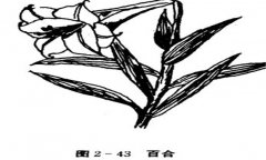 百合花怎么養(yǎng)，百合的產(chǎn)地、習(xí)性與養(yǎng)殖
