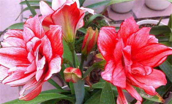 盆栽朱頂紅怎么養(yǎng)？
