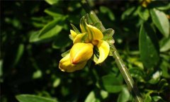 迎春花的養(yǎng)殖方法，迎春花的養(yǎng)殖技術(shù)要點(diǎn)
