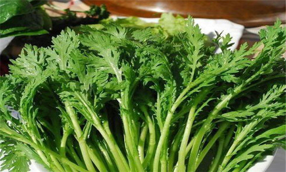 茼蒿種植技術(shù)要點(diǎn)，如何種植茼蒿