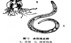 如何防治水仙線蟲?。? /></a>
            <a href=