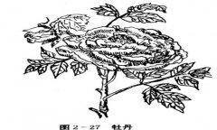 牡丹花的種植方法，如何種植牡丹花