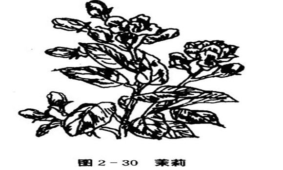 茉莉花種植技術(shù)，如何種植茉莉花