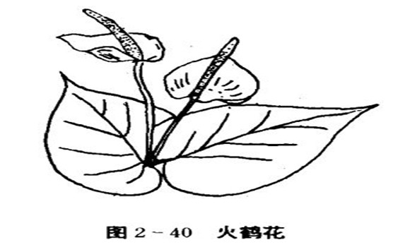 火鶴花怎么養(yǎng)，怎么養(yǎng)火鶴花效果好