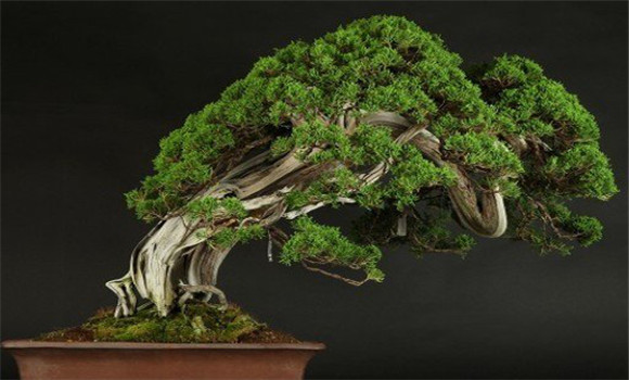 盆景換土時間、年限、根系處理等方法