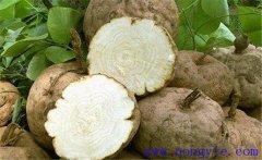 葛根的藥用價值、食用價值及其他綜合利用價值