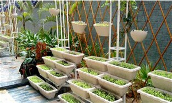 陽臺(tái)菠菜的種植方法和技術(shù)