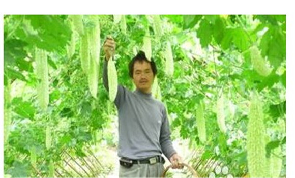如何種植苦瓜，苦瓜種植方法技巧