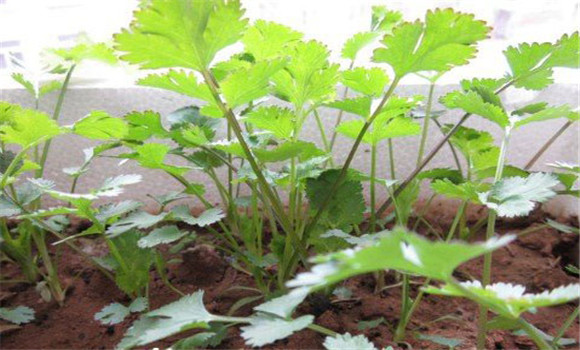 陽臺(tái)香菜的種植方法，陽臺(tái)香菜怎么種