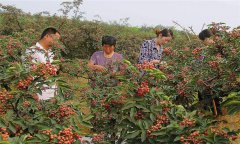 花椒品種有哪些？