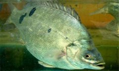 石斑魚是淡水魚嗎？石斑魚有哪些種類？