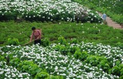 白芍種植技術(shù)、方法與主要步驟