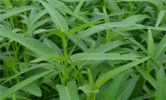 蕹菜是什么菜，有何特征？