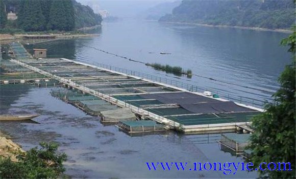 魚(yú)類(lèi)氨氮中毒、藥害及泛塘的差別及解救方法