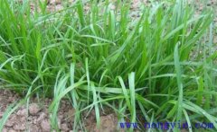 畜牧草有哪幾種？各有什么特點(diǎn)與生產(chǎn)優(yōu)勢(shì)？