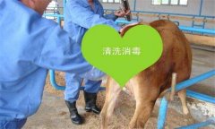 牛胎衣不下怎么辦，教你牛胎衣不下的簡易療法