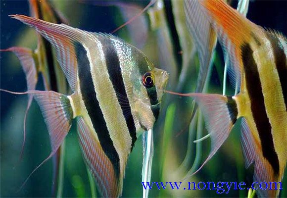 神仙魚能長多大，神仙魚怎么飼養(yǎng)