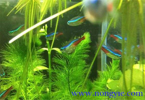 紅綠燈魚的壽命多長，紅綠燈魚養(yǎng)殖環(huán)境要求